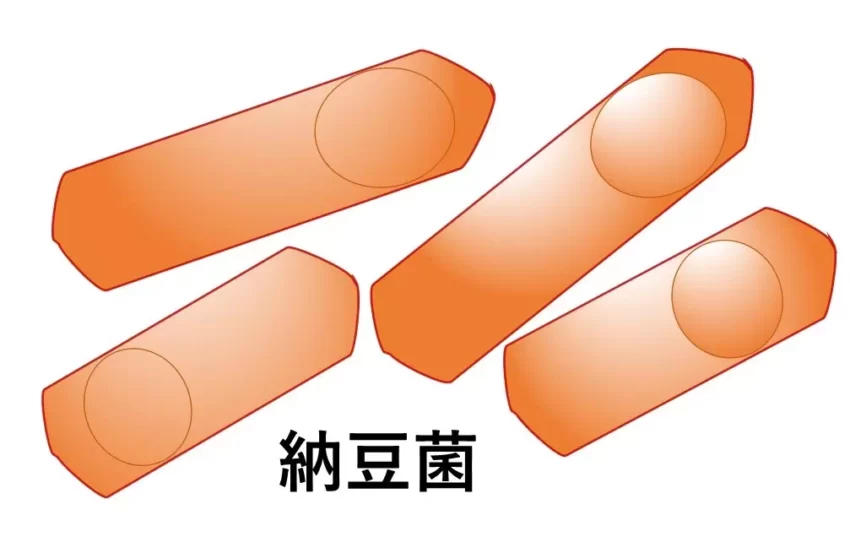 【健康維持に役立つスーパーフード】である納豆のルーツと正体を徹底解説！